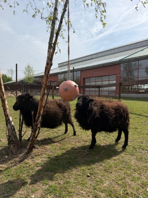 Croissants bij Schateiland Zeumeren
